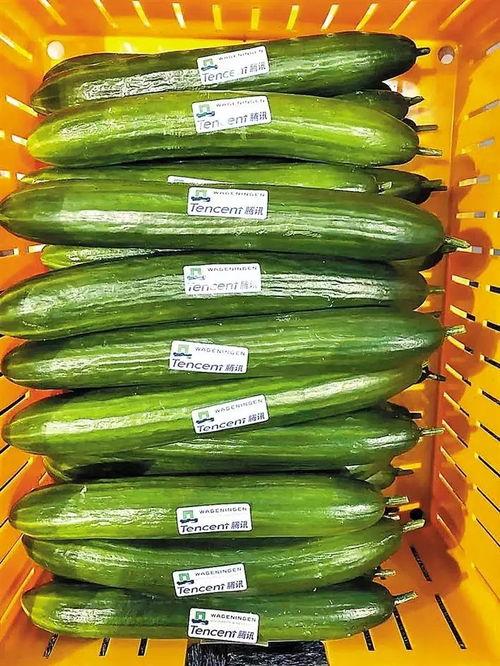 热门大瓜每日大赛